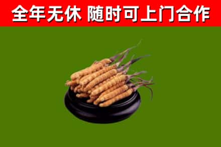 宝山回收散虫草