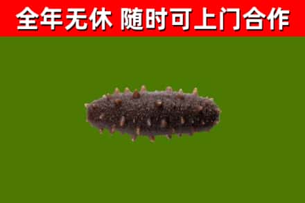 宝山回收海参干